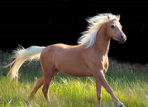 picture of a palomino|924 Horse Palomino Stock Photos & High